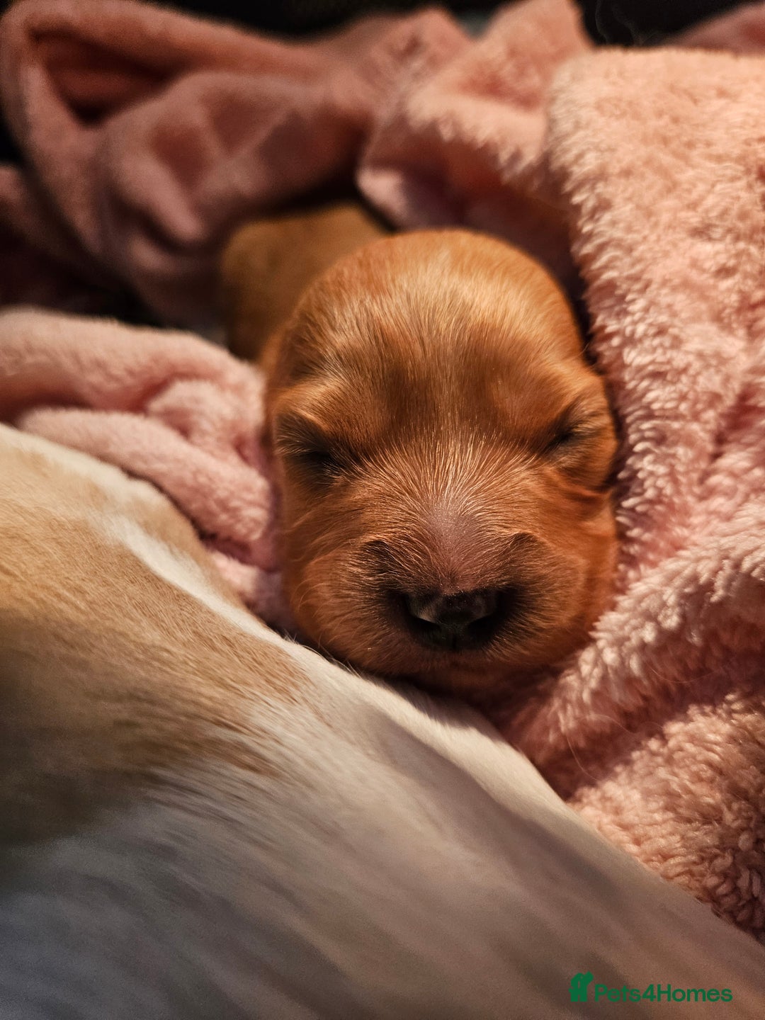 Mixed Breed dogs for sale: Adorable Cavapoo Puppies 🐶  - Image 25