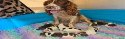 English Springer Spaniel dogs for sale: ⭐️ KC Home Reared Tested Springer Pups ⭐️ - Advert 5