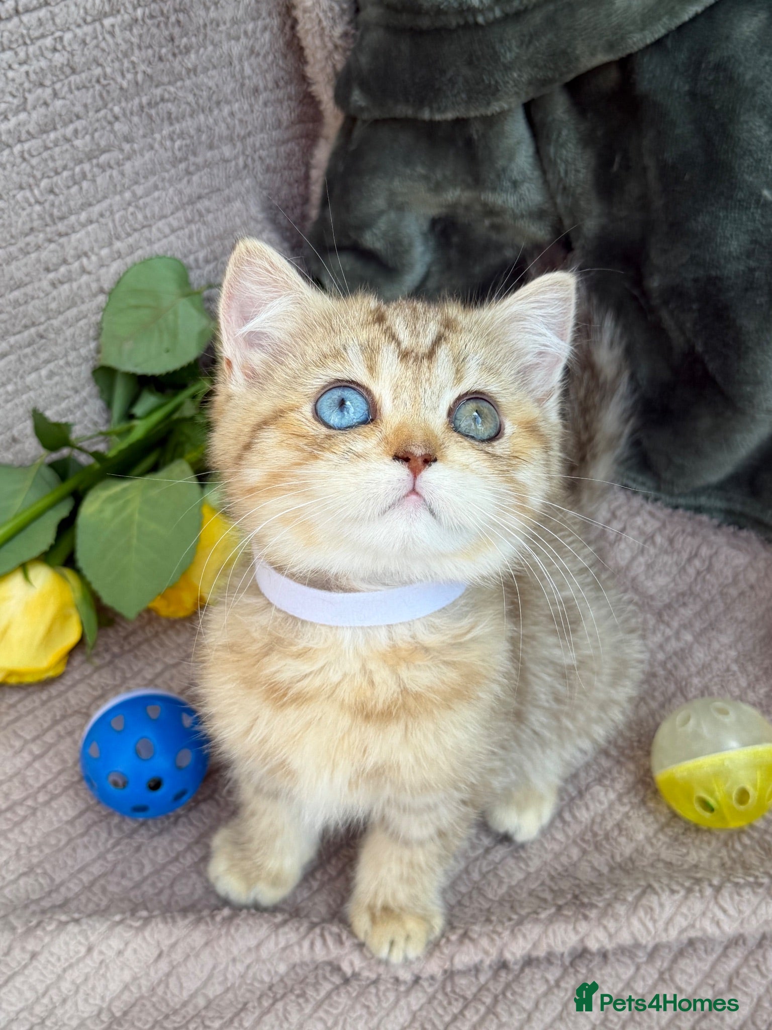 British Shorthair cats British Sh golden odd /blue eyed kittens GCCF  - Advert 15