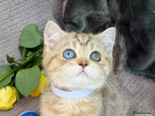 British Shorthair cats British Sh golden odd /blue eyed kittens GCCF - Advert 15