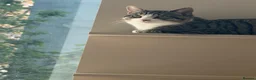 Domestic Shorthair cats for sale: Cat for adoption  - Advert 2