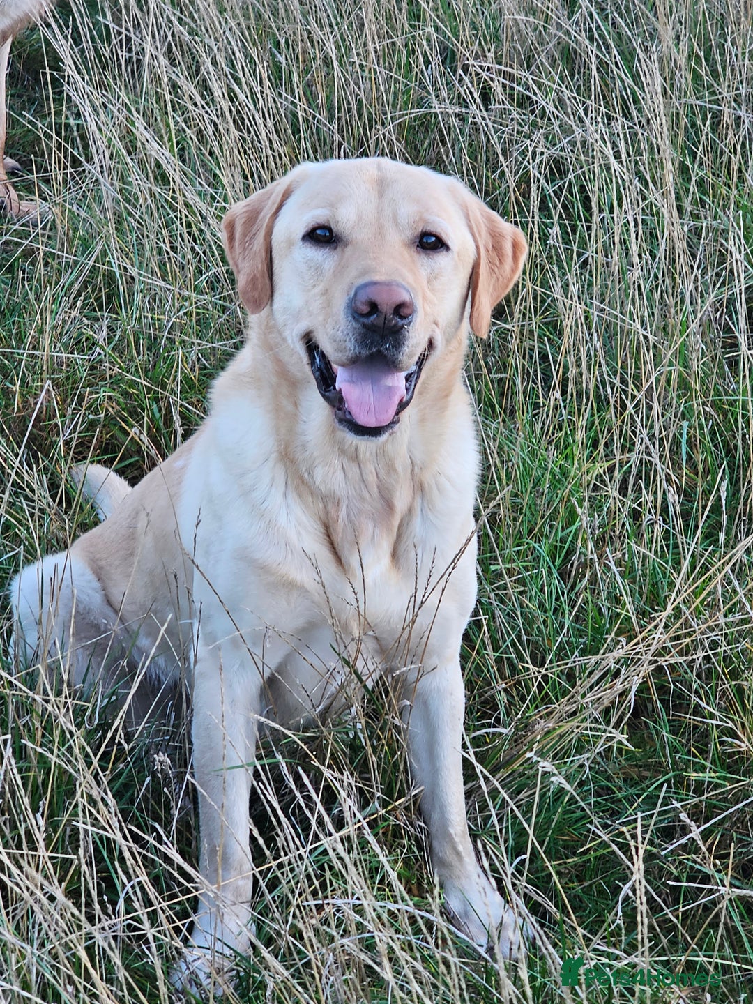 Labrador Retriever dogs for stud: Yellow dog for stud - Advert 4