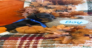 Dachshund dogs - Advert 6