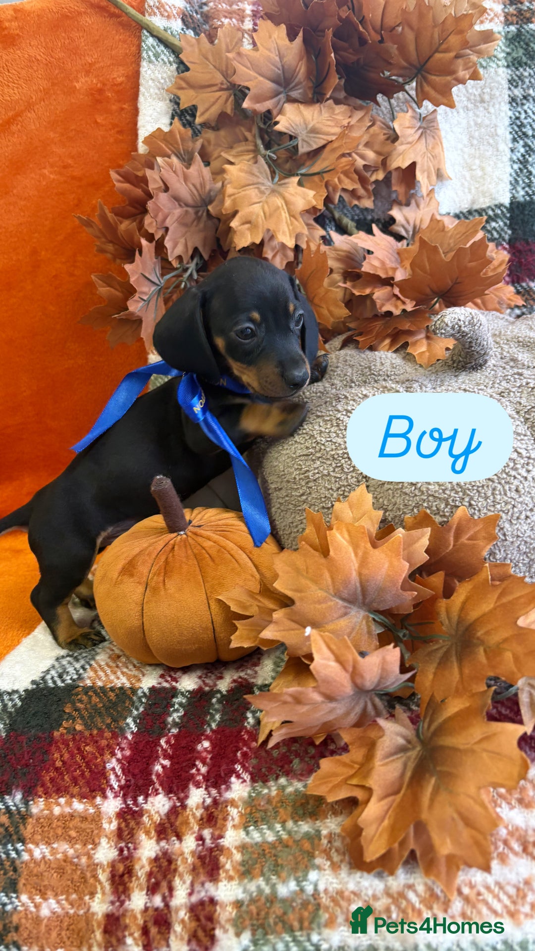 Dachshund dogs for sale: Beautiful dachshund puppies  - Image 2