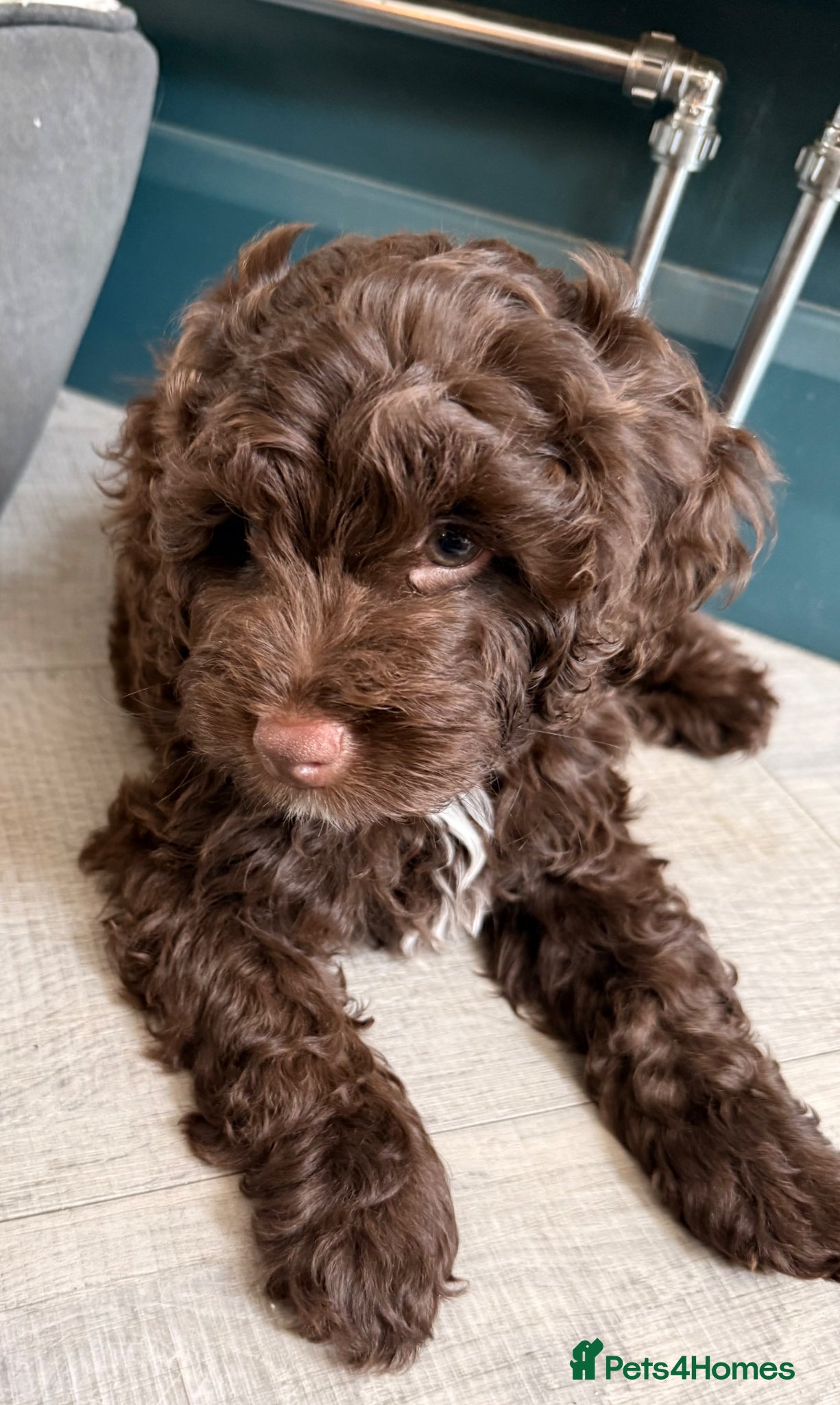 Mixed Breed dogs for sale:  Ready to go Cavapoo/Cockapoo pups £1550 OVNO  - Advert 11