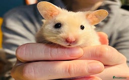 Hamster rodents for sale: Hamster free to a good home  - Advert 1