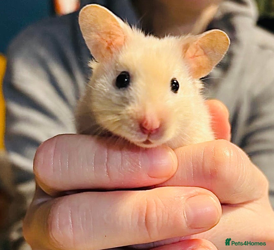 Hamster rodents for sale: Hamster free to a good home  - Advert 1