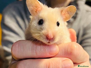 Hamster rodents Hamster free to a good home - Advert 1