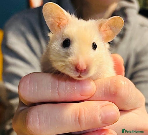 Hamster rodents Hamster free to a good home - Advert 1