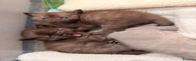 British Shorthair 3