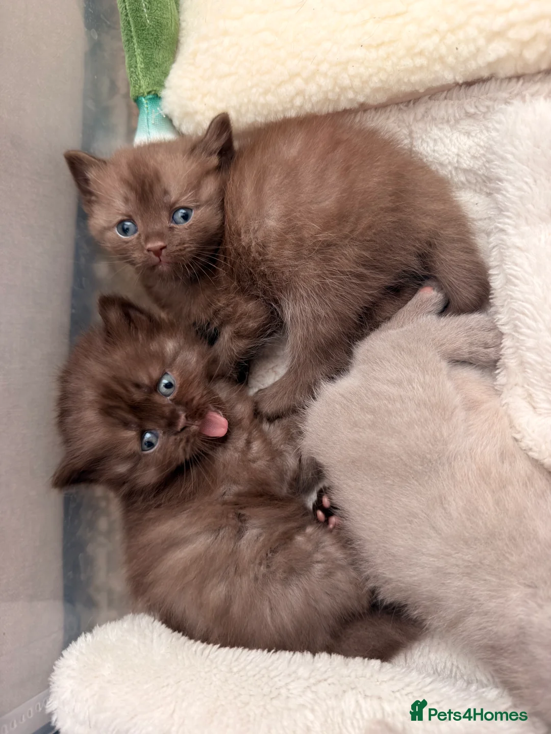 British Shorthair cats for sale: BSH kittens  - Advert 2