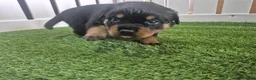 Rottweiler dogs for sale: Adorable, Confident, Chunky KC Rottie Pups  - Advert 10