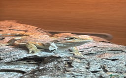 Bearded Dragon reptiles for sale: Bearded Dragon  - Image 1