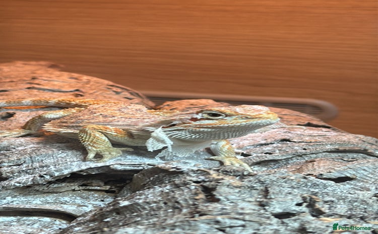 Bearded Dragon reptiles - Advert 3