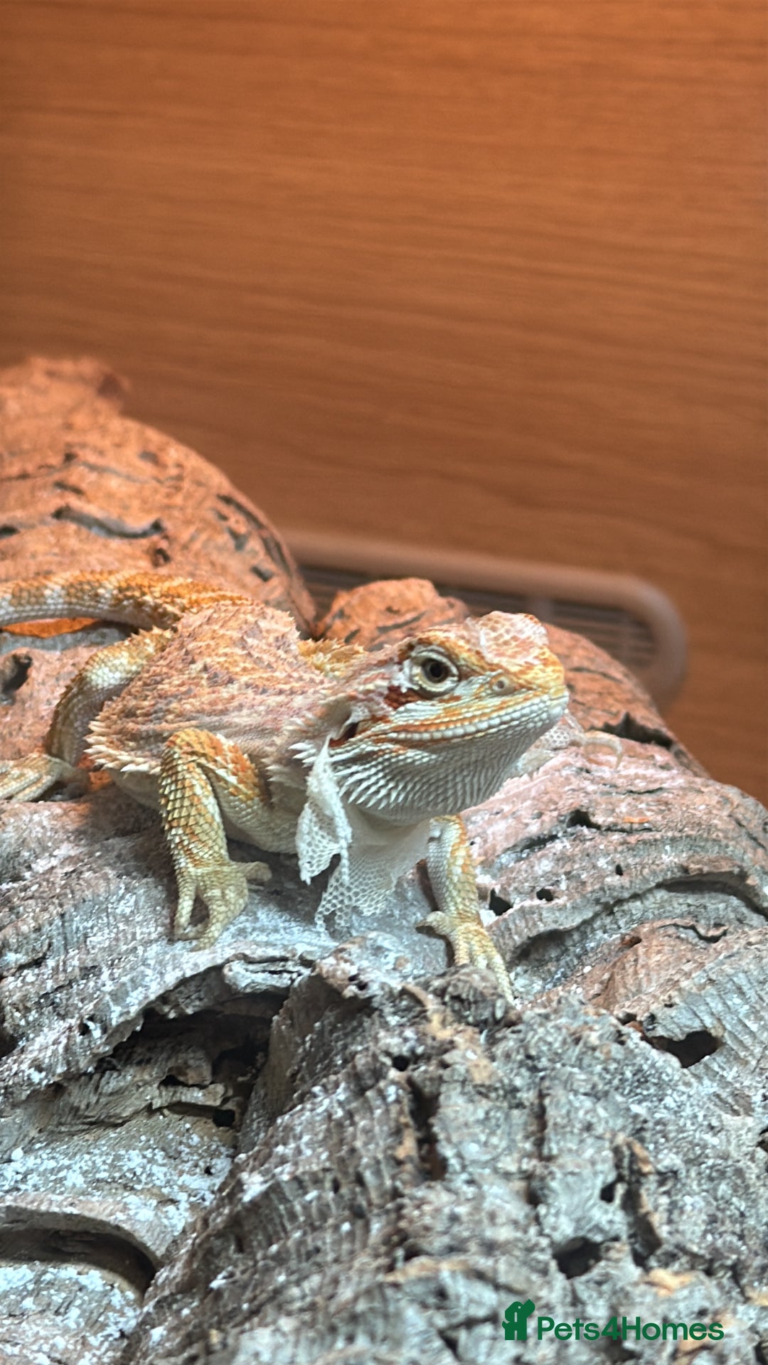 Bearded Dragon reptiles for sale: Bearded Dragon  - Image 1