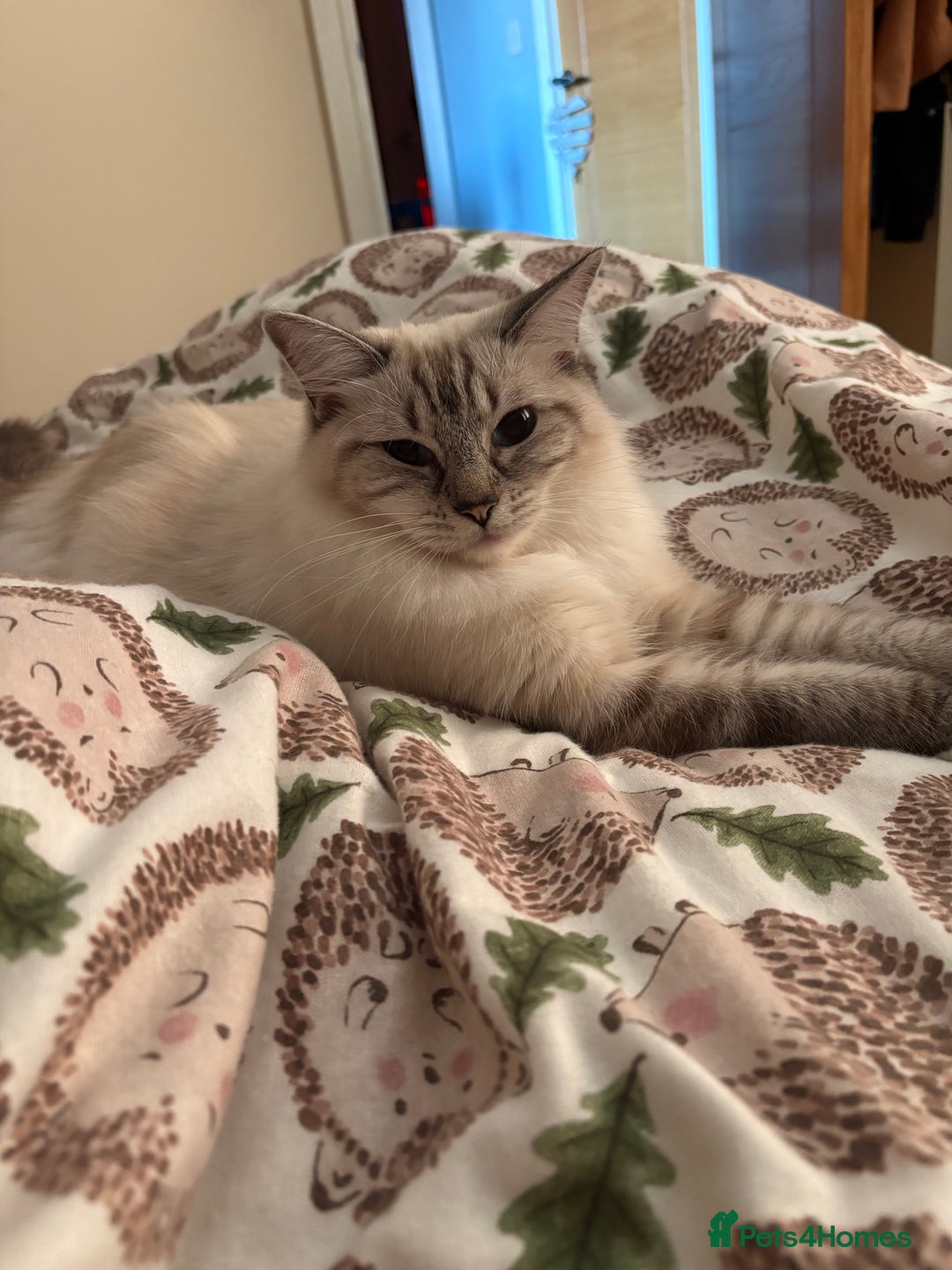 Ragdoll cats for sale: Lynx ragdoll for sale  - Advert 2