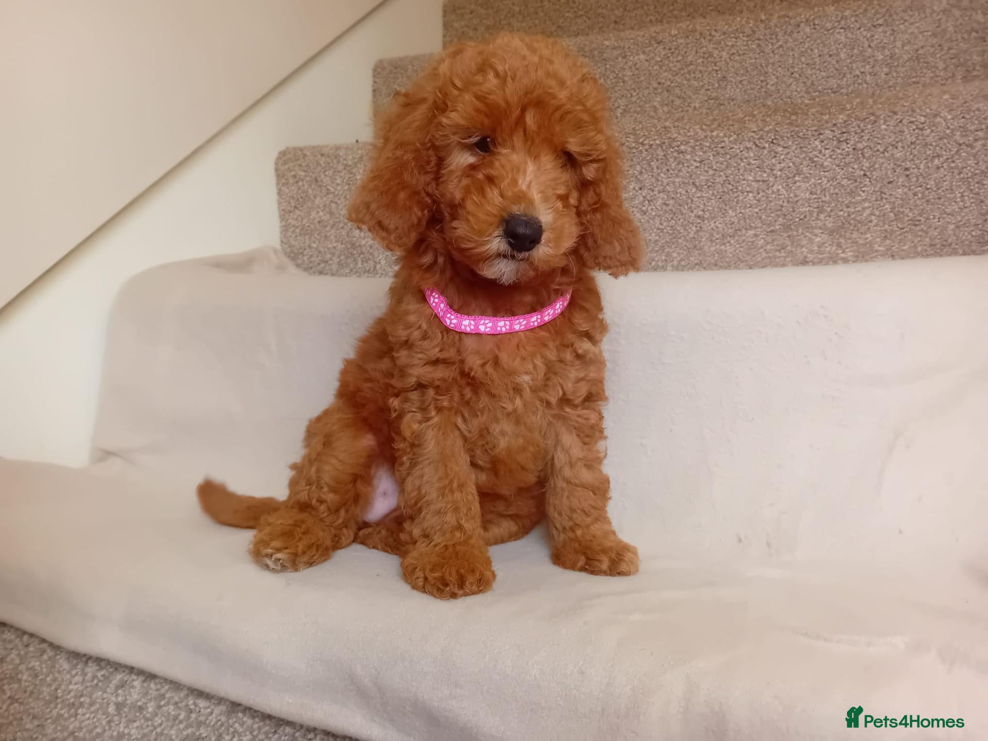 Goldendoodle dogs Miniature Red Goldendoodle Puppies - Advert 2