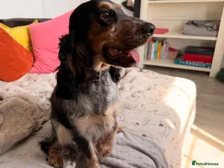 Cocker Spaniel dogs Kc reg show cocker spaniel girl - Advert 5