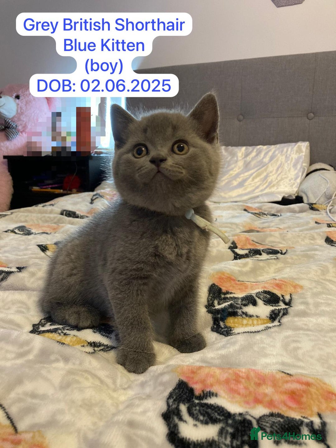 British Shorthair cats for sale: My 5 soft and fluffy BSH kitten looking a new home - Image 6