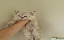 Ragdoll cats for sale: Stunning baby ragdolls - Image 5