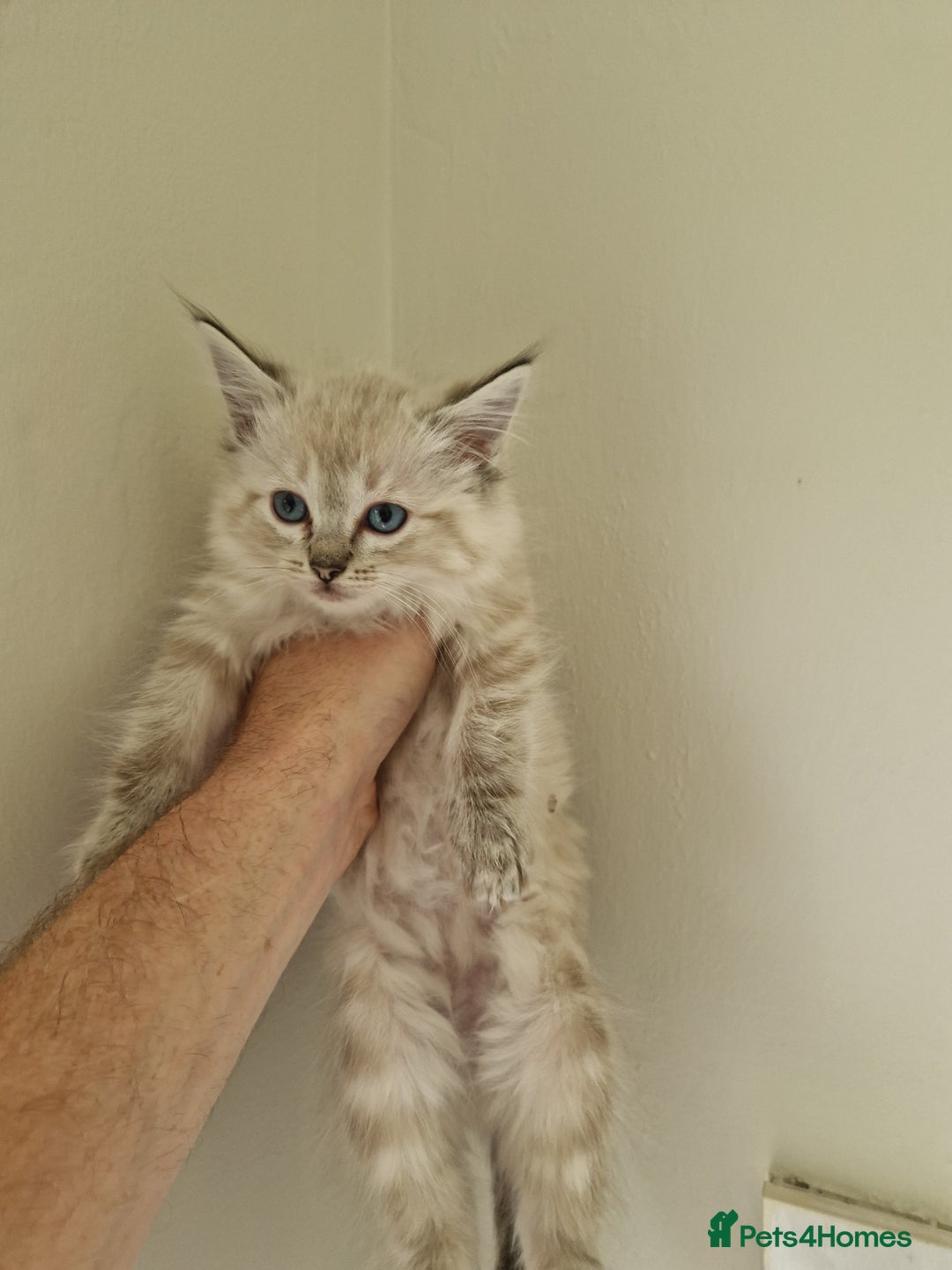 Ragdoll cats for sale: Stunning baby ragdolls - Image 5