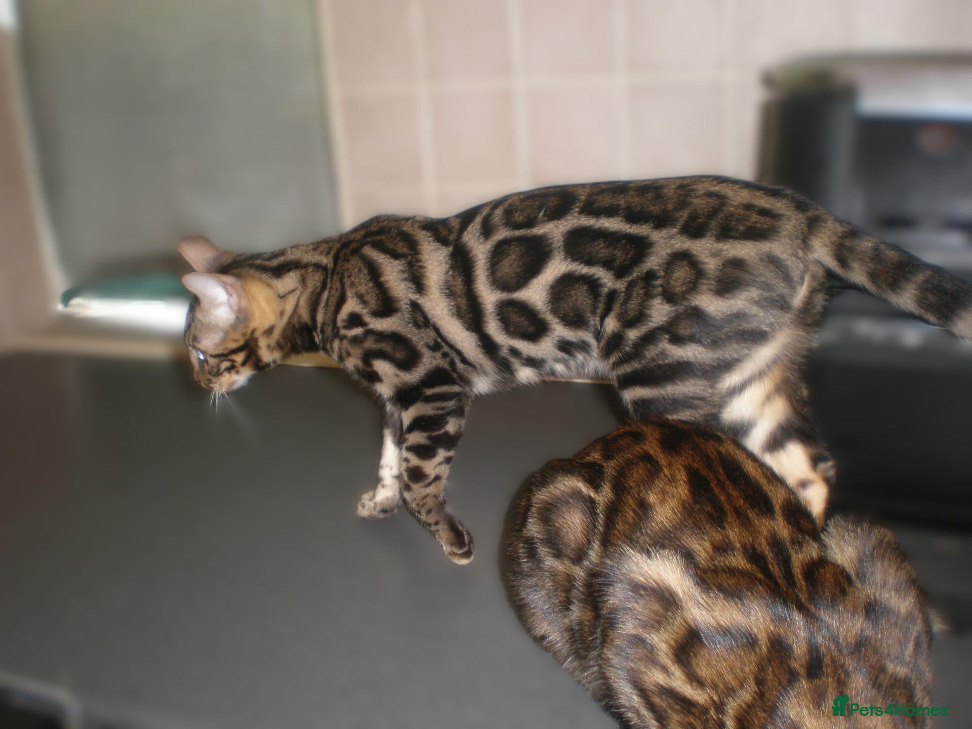 Bengal cats 5 Beautiful Bengal Kittens Ready Now  - Advert 2
