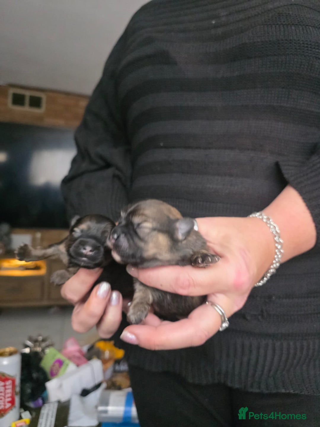 Mixed Breed dogs for sale: Tiny  **  Yorkiepoms - Image 3