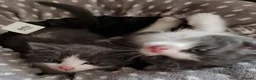 Mixed Breed cats for sale: Beautiful Plush, Fluffy Kittens - RAGBRITS CROSS - Advert 31
