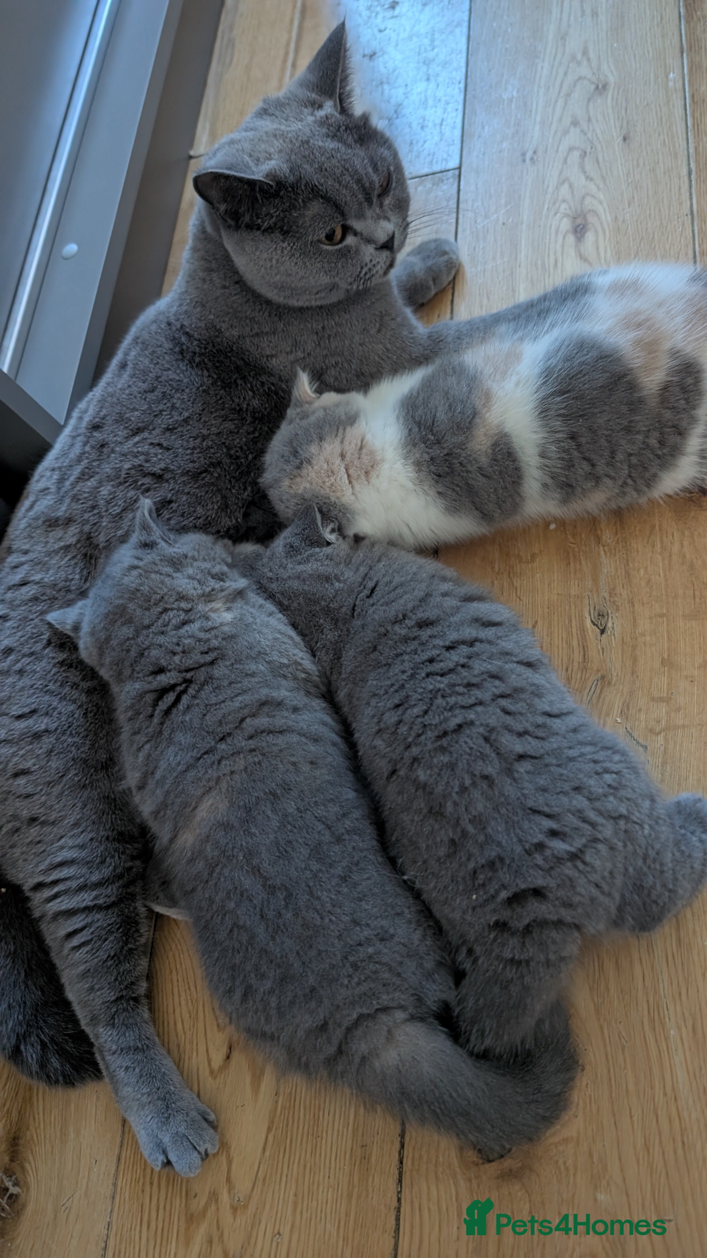 British Shorthair cats  BSH🐾 Last 2 kittens available 🐾 GCCF & TICA - Advert 2