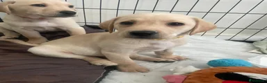 Labrador Retriever Puppy 2 (yellow)