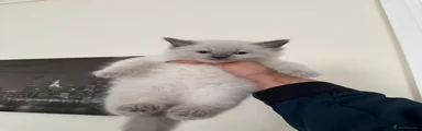 Violet Collar