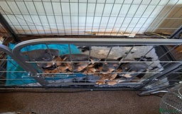 Jack Russell dogs for sale: Wenlock  jack russel puppies  - Image 1