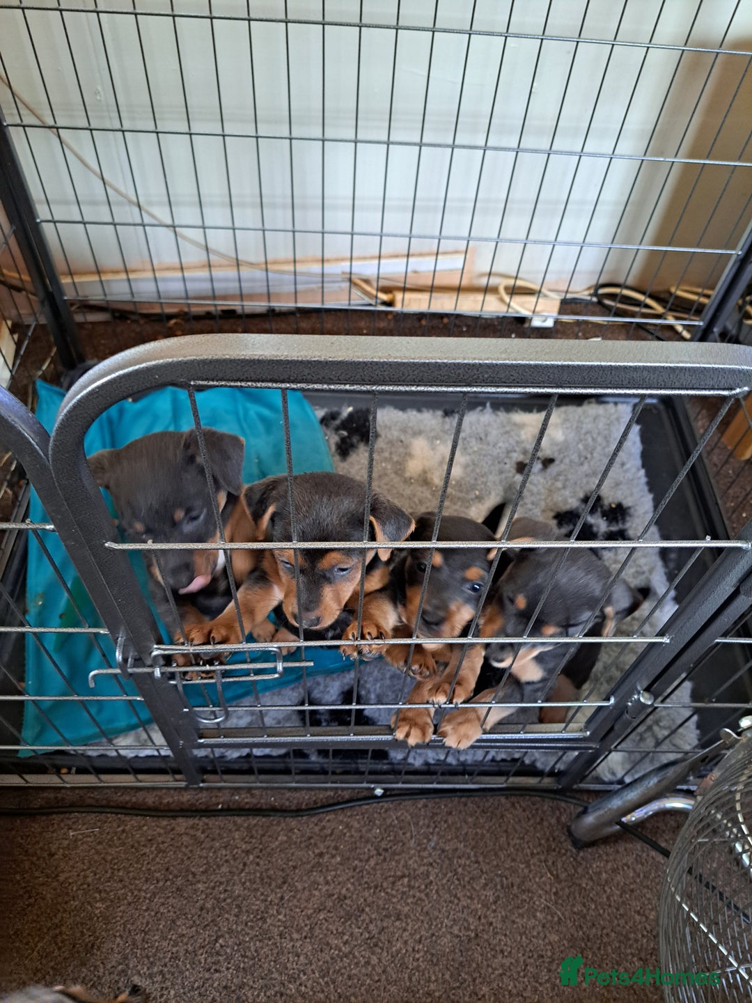 Jack Russell dogs for sale: Wenlock  jack russel puppies  - Image 1