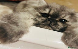 Persian cats for sale: 2 year old blue smoke Persian  - Image 2