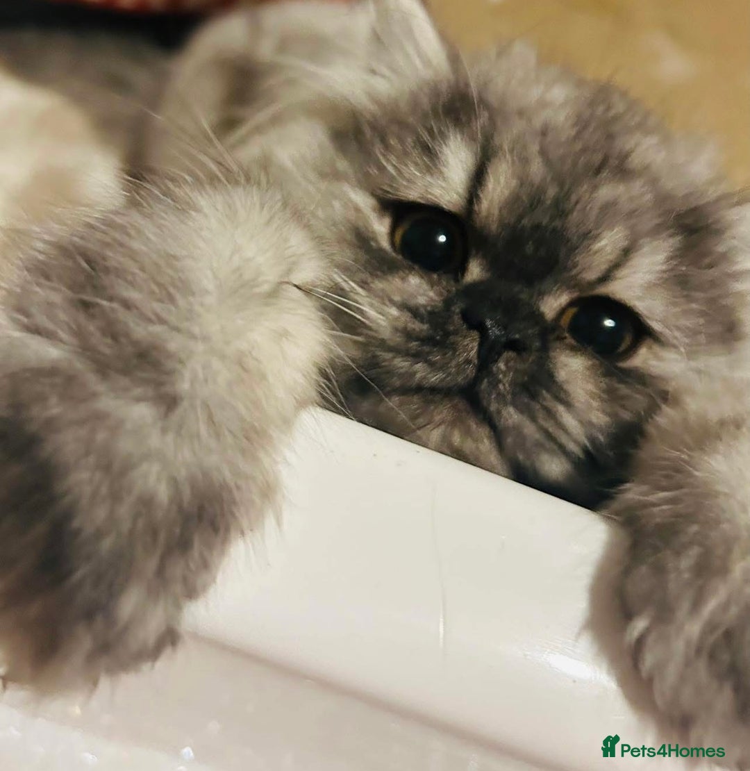 Persian cats for sale: 2 year old blue smoke Persian  - Image 2