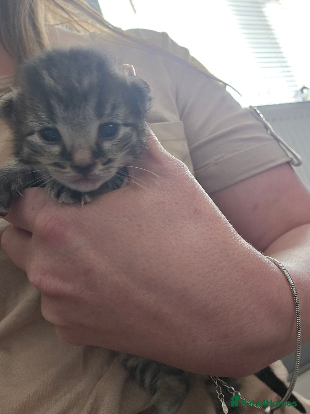 British Shorthair cats for sale: 4 beautiful tabby girl kittens  - Image 2