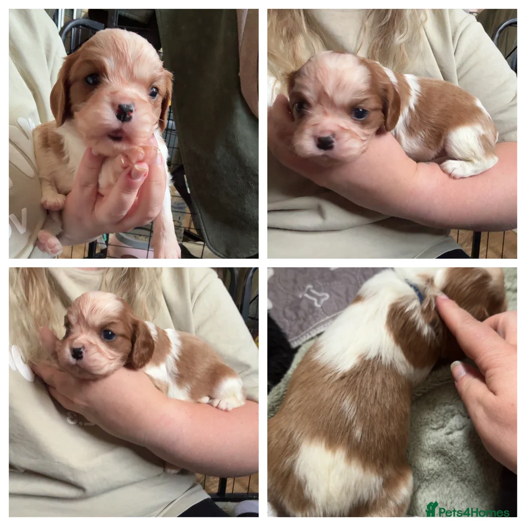 Cavalier King Charles Spaniel dogs for sale: Last beautiful boy left! Reduced - Advert 36