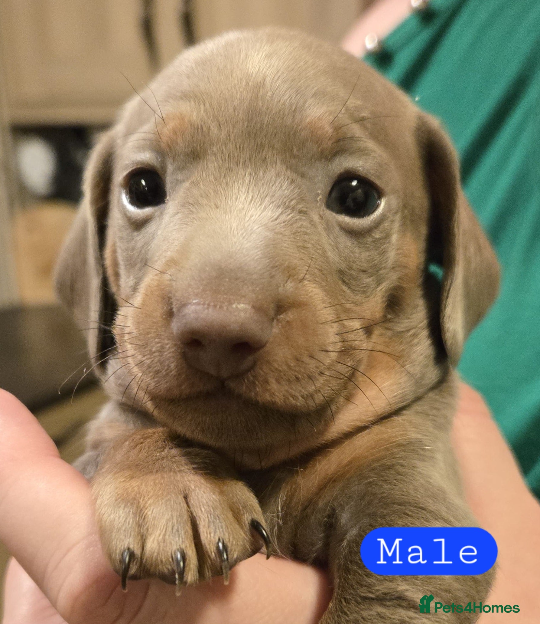 Miniature Dachshund dogs Please ask about future litters - pups have homes  - Advert 12