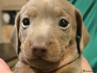 Miniature Dachshund dogs Please ask about future litters - pups have homes - Advert 12