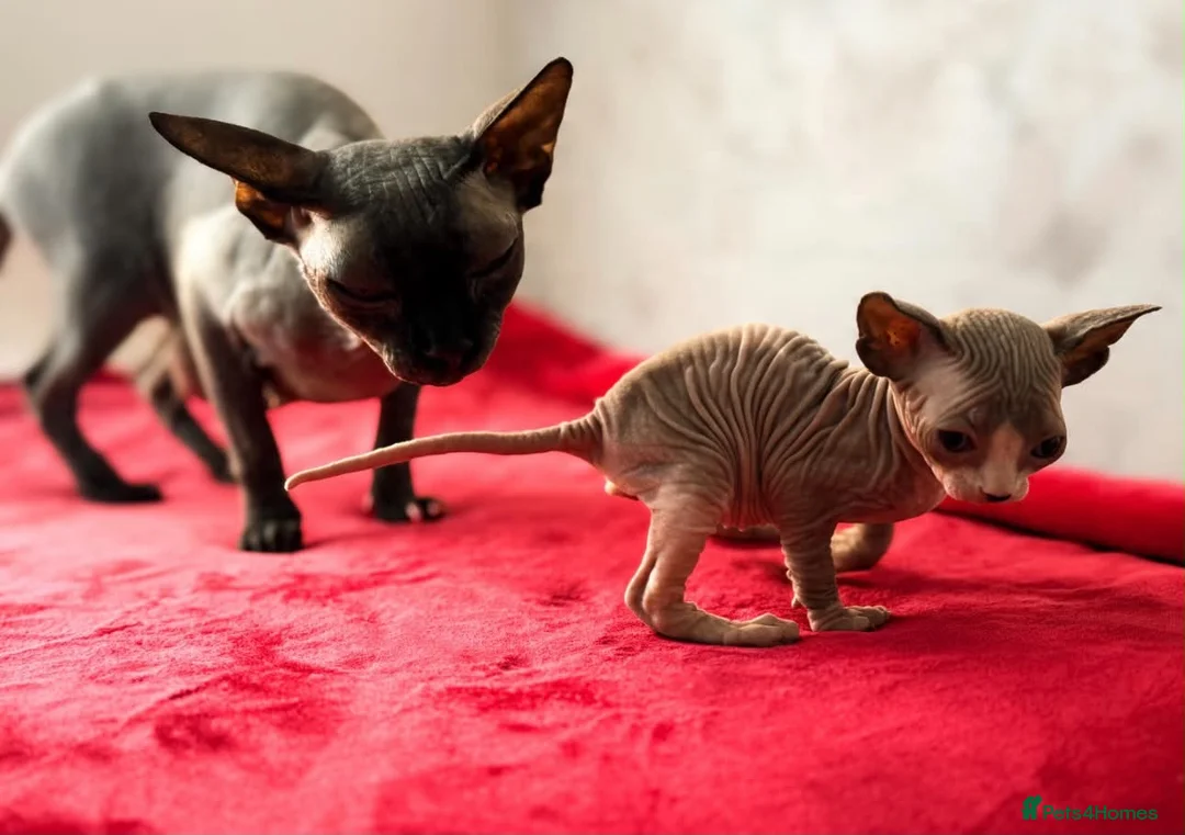 Sphynx cats for sale: Canadian sphynx kittens  - Advert 2