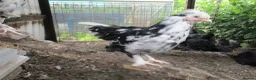 Chickens poultry for sale: Blue laying hybrid Pekin/Araucana  Bantamss - Advert 2