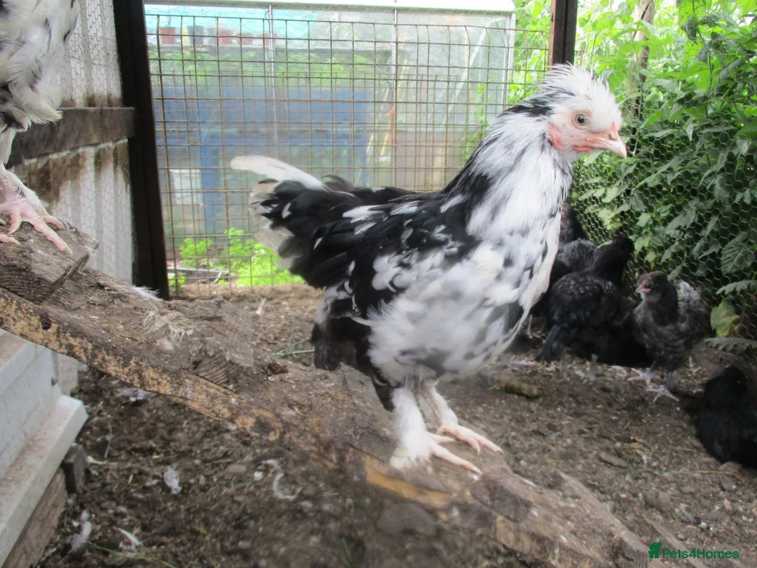 Chickens poultry for sale: Blue laying hybrid Pekin/Araucana  Bantamss - Advert 2