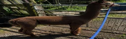 Alpaca livestock for sale: Alpaca Herd available  - Advert 1
