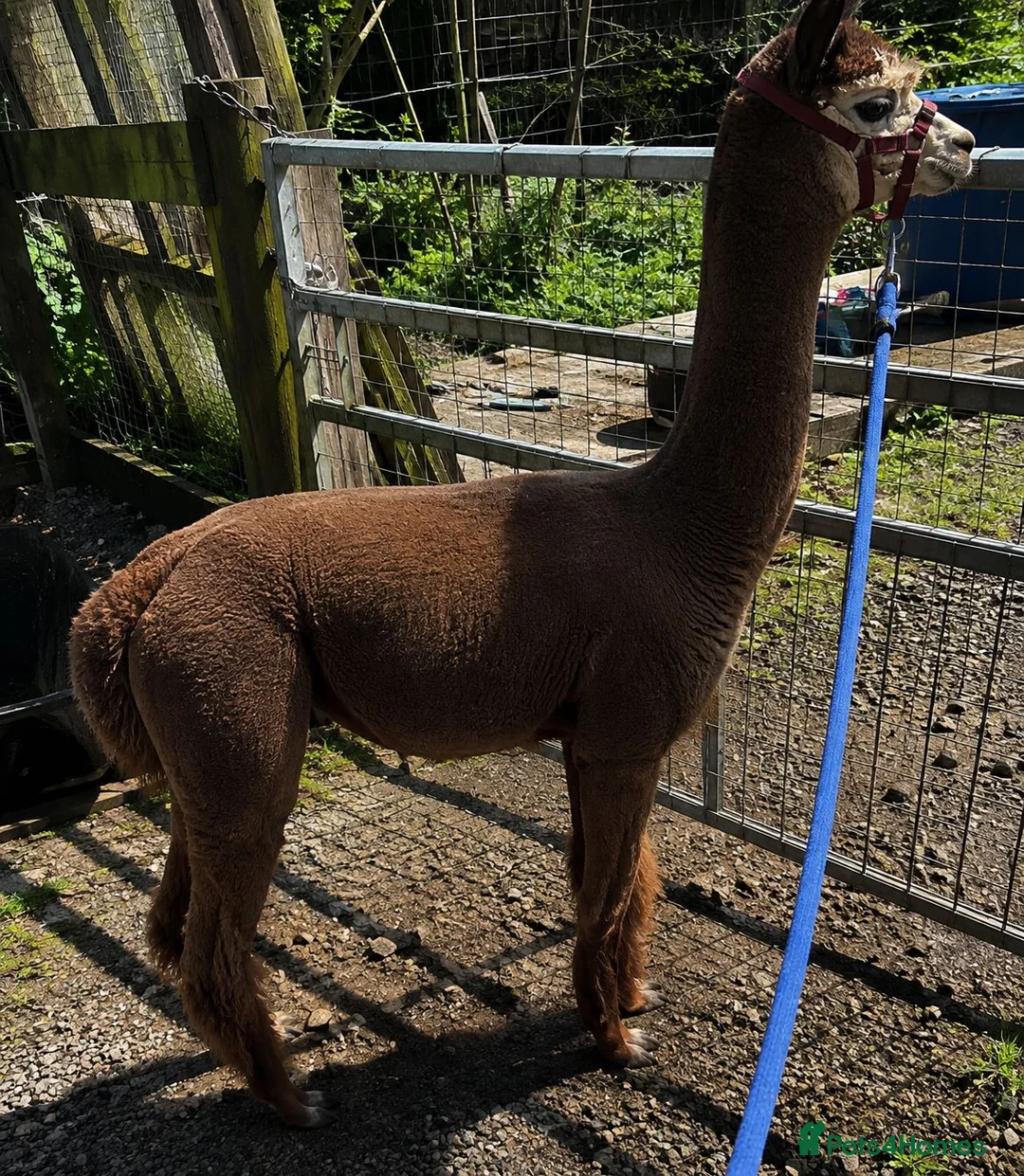 Alpaca livestock for sale: Alpaca Herd available  - Advert 1