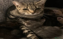 Munchkin cats for sale: Beautiful tabby kittens - Advert 11