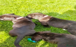 Mixed Breed dogs for sale: Cane Corso x Puppies  - Image 7