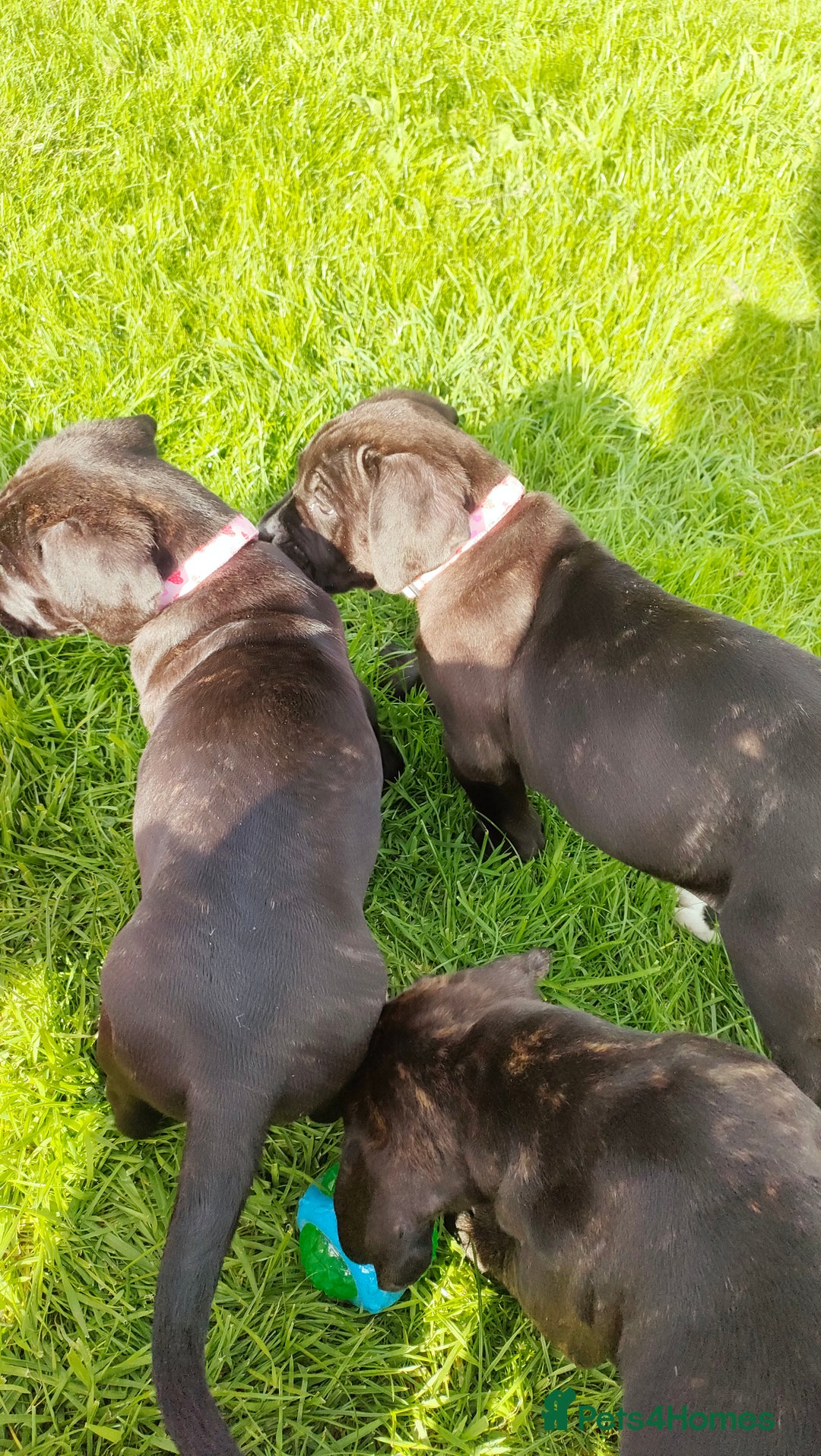 Mixed Breed dogs for sale: Cane Corso x Puppies  - Image 7