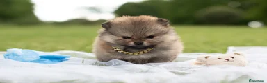 Pomeranian Puppy 1