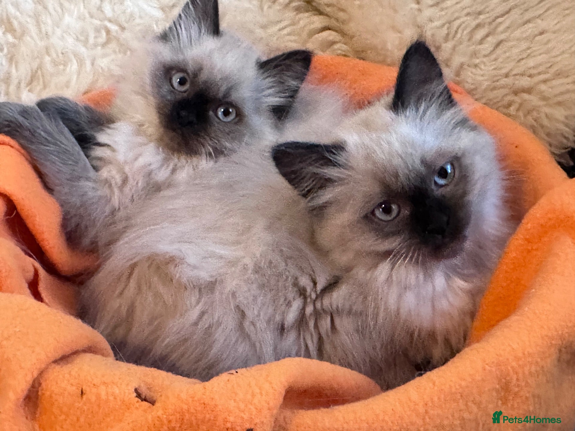Ragdoll cats Ragdoll kittens - 2 girls available  - Advert 2