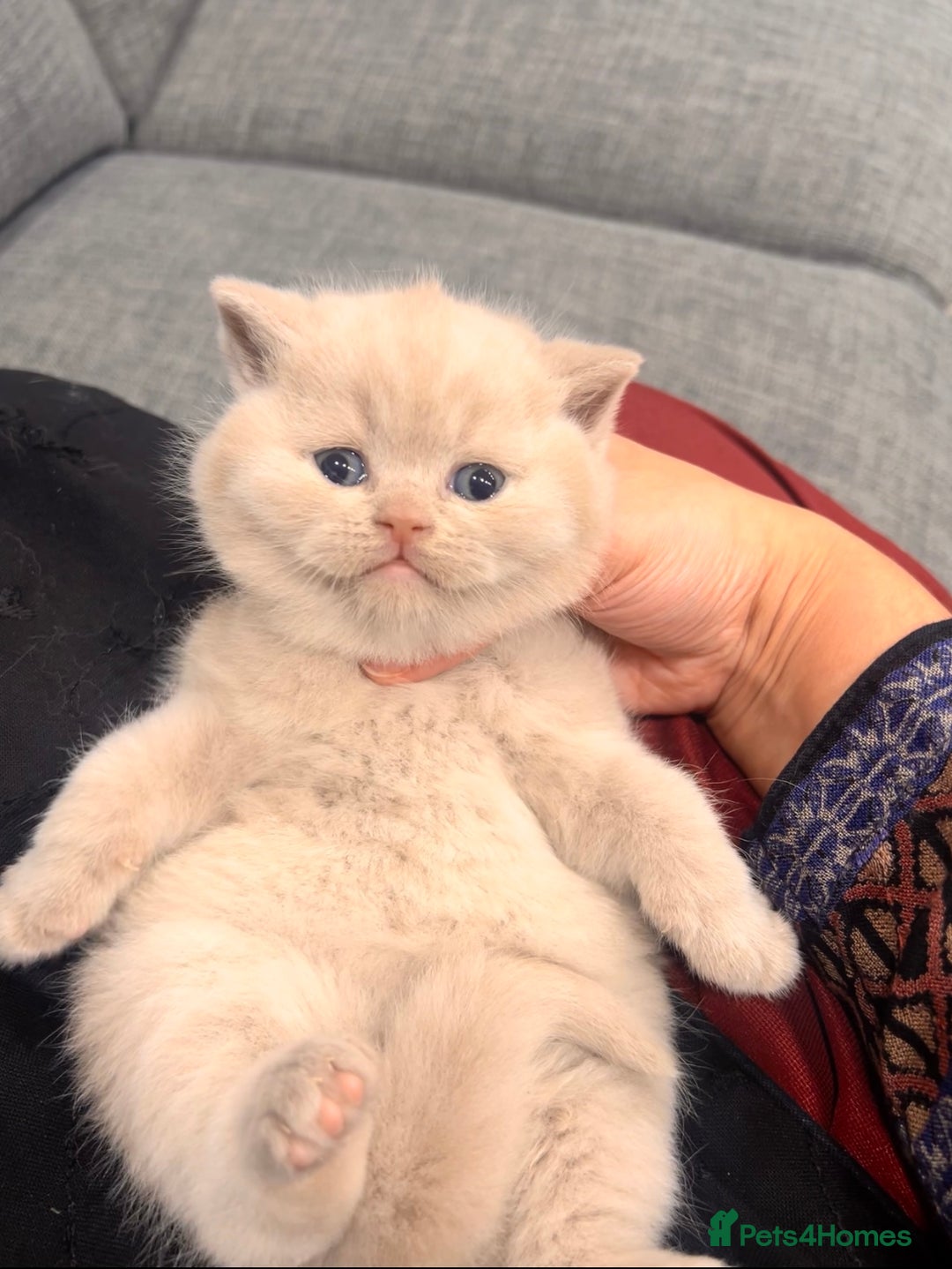British Shorthair cats for sale: 🌈 GCCF fawn/blue 🏆Champion🏆 BSH teddy bears 🌈 - Image 7